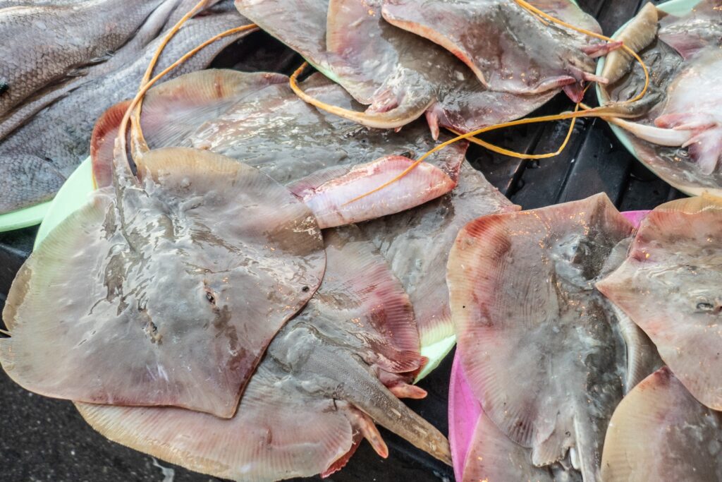 小型のエイも売られている