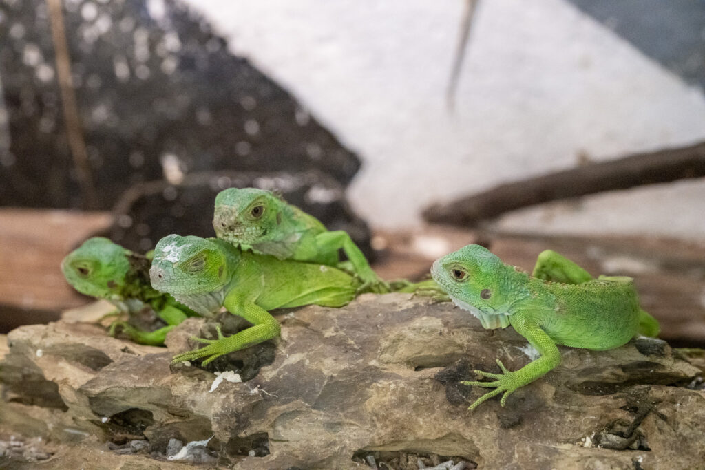 グリーンイグアナの子供たち