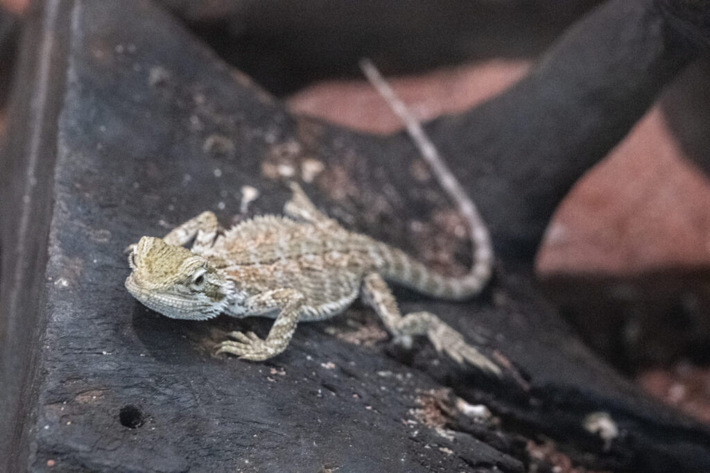 フトアゴヒゲトカゲの赤ちゃん