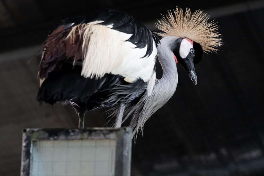 黄金色に輝く冠を持つホオジロカンムリヅル