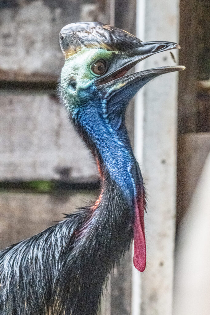 迫力満点のヒクイドリ