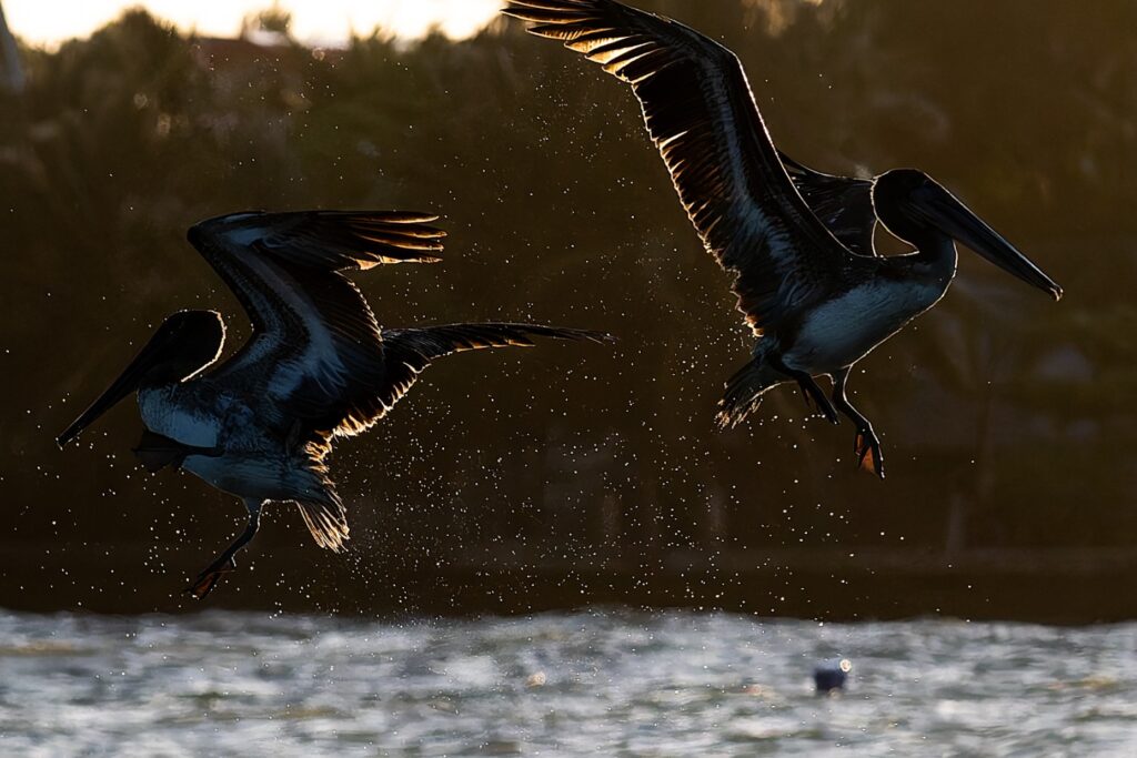 夕日を浴びながらその日最後の魚採りをため海への垂直飛び込みを繰り返す