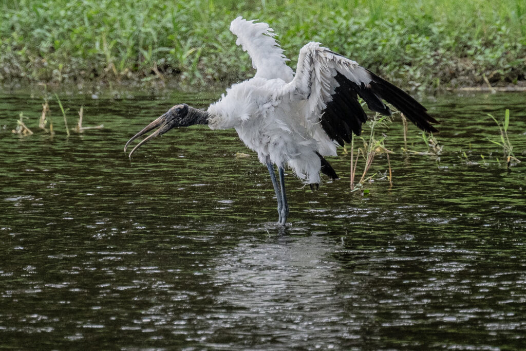 水しぶきをあげながら羽根をバサバサさせるアメリカトキコウ