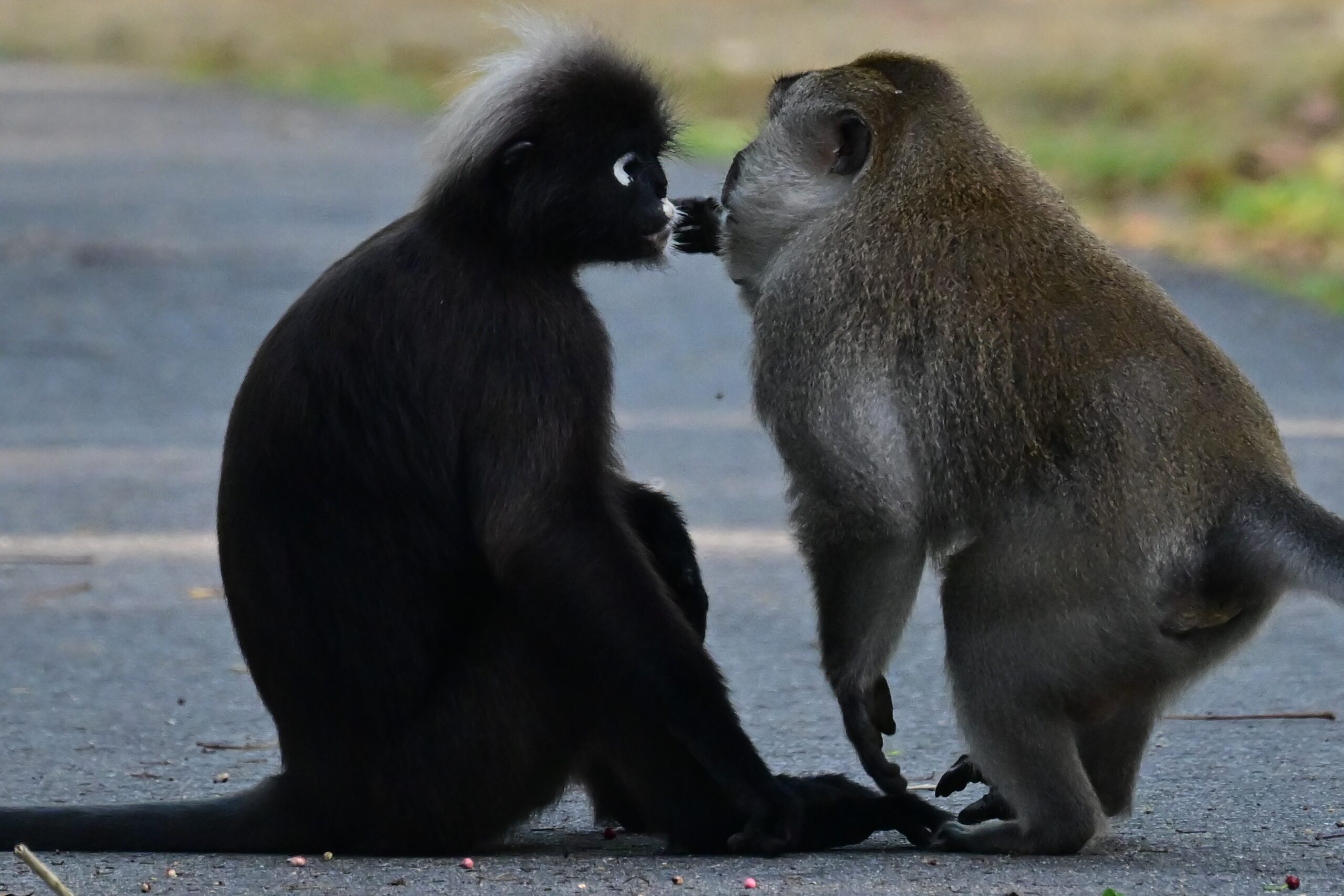 ランカウイでよくみかけるシロマブタザルとカニクイザル